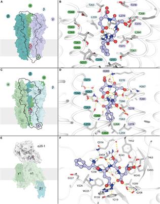 In silico Screening and Behavioral Validation of a Novel Peptide, LCGA-17, With Anxiolytic-Like Properties